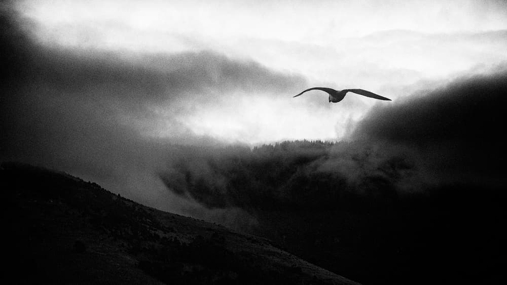 Flying Seagull Foggy Mountains by Jacob Tuinenga — canvas wall art