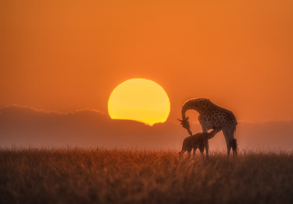 Golden Hour Giraffe Love by MIN LI — canvas wall art