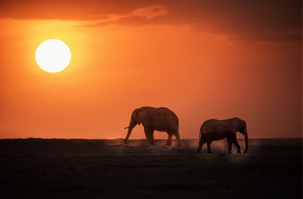Elephants Golden Sunset by Jie Cheng — canvas wall art
