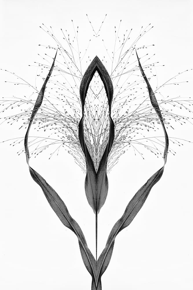 Elegant Botanical Symmetry by Saskia Dingemans — canvas wall art