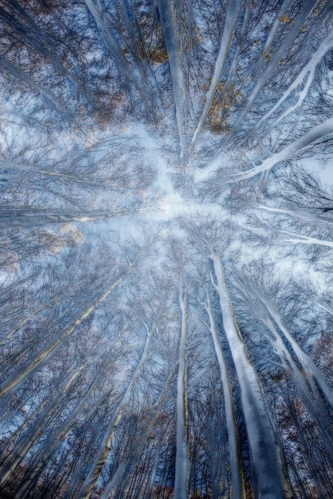 Serene Winter Forest by Dusan Ignac — canvas wall art