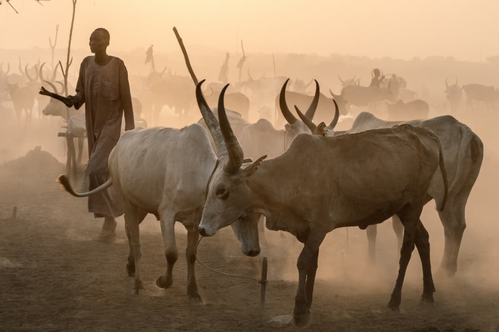 Dinka Cattle Dust by Trevor Cole — canvas wall art
