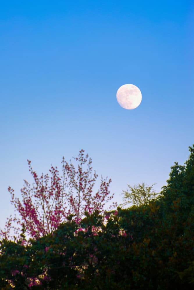 Moon Over Spring Trees by Ryan Braxton — canvas wall art