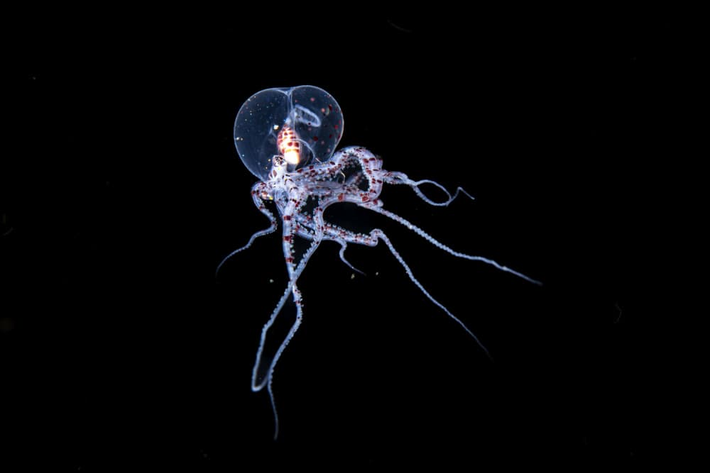 Ethereal Deep Sea Octopus by Roberto Marchegiani — canvas wall art