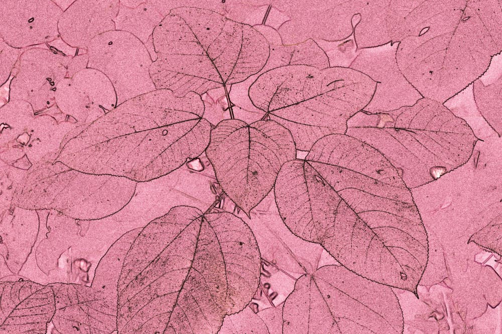 Soft Pink Leaves by Santhosh ch — canvas wall art