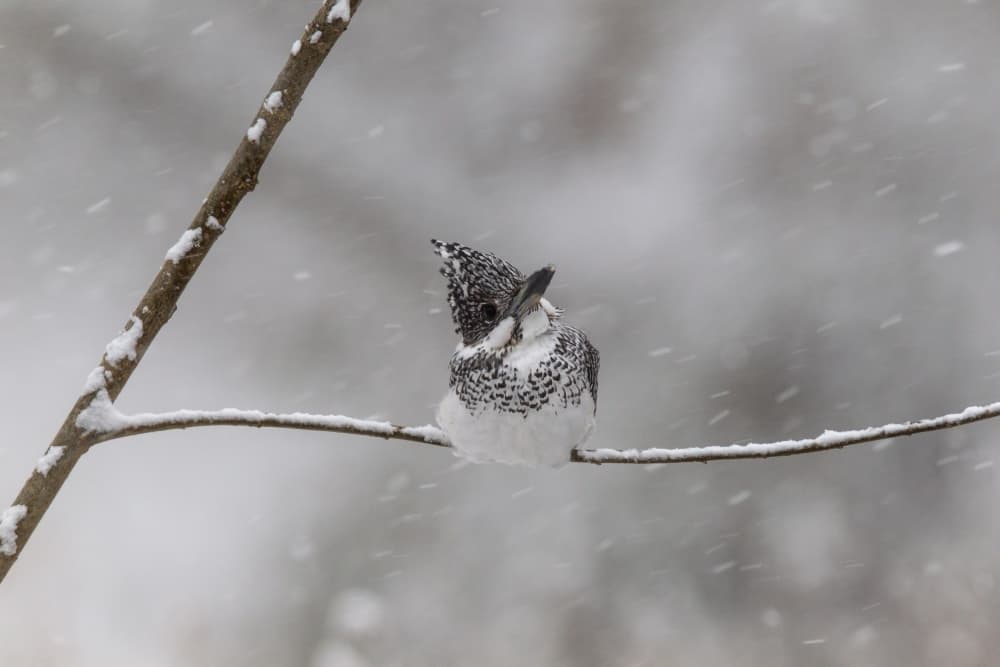 Snowy Kingfisher Perched by OSAMU ASAMI — canvas wall art