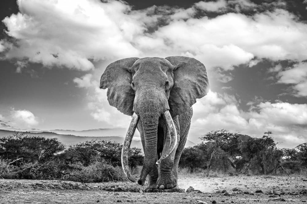 Majestic African Elephant by Dr. Zahi Ben-Aroya — canvas wall art