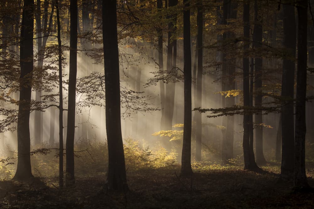 Misty Forest Light by Dan Mirica — canvas wall art