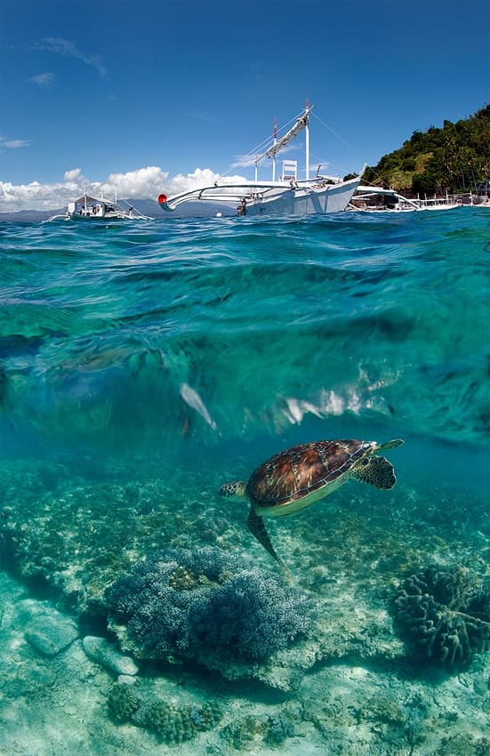 Tropical Turtle Split View by Andrey Narchuk — canvas wall art