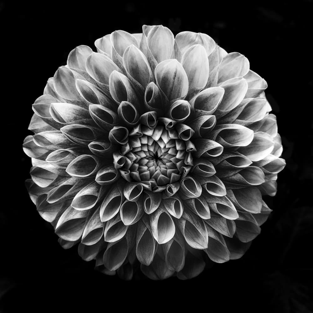 Elegant Dahlia Bloom by Lotte Grønkjær — canvas wall art