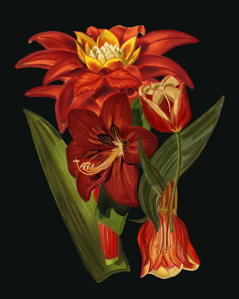 Elegant Botanical Blooms by giovanna nicolo — canvas wall art