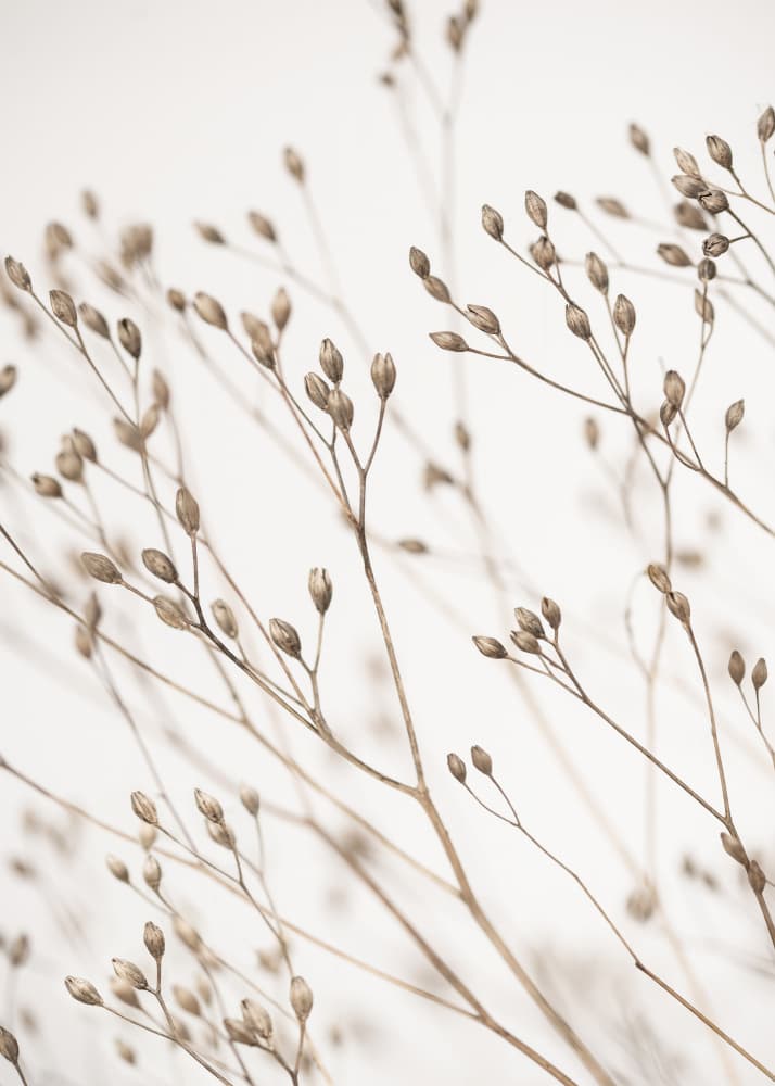 Wild Grass by Kathrin Pienaar — canvas wall art