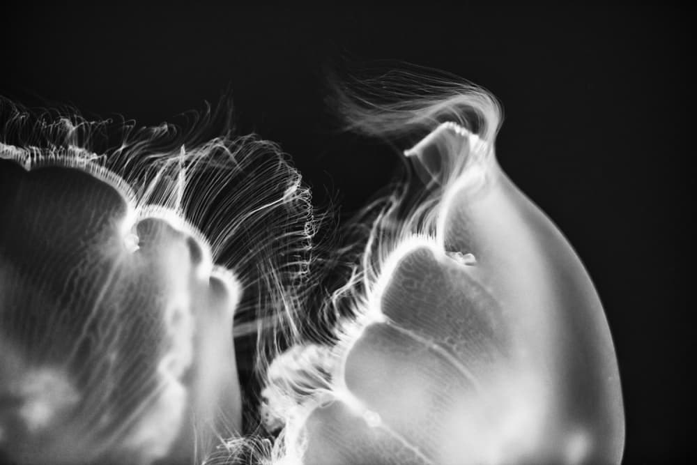 Ethereal Jellyfish Flow by Jerry Berry — canvas wall art