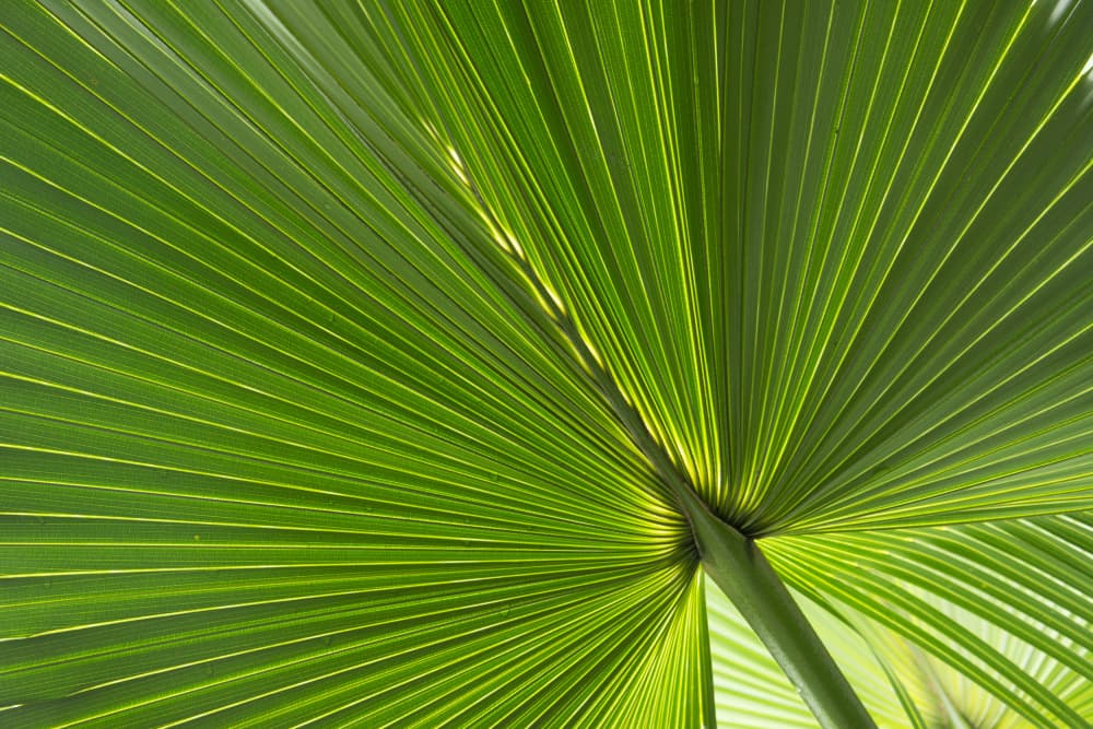 Backlit Palm Leaf by amini54 — canvas wall art