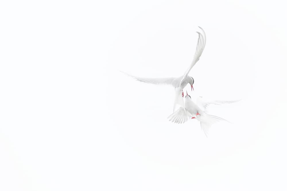 Elegant White Flight by Roberto Marchegiani — canvas wall art
