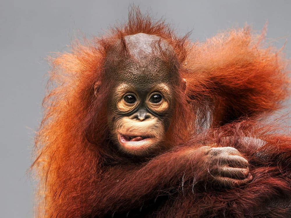 Curious Baby Orangutan by Prabu Dennaga — canvas wall art