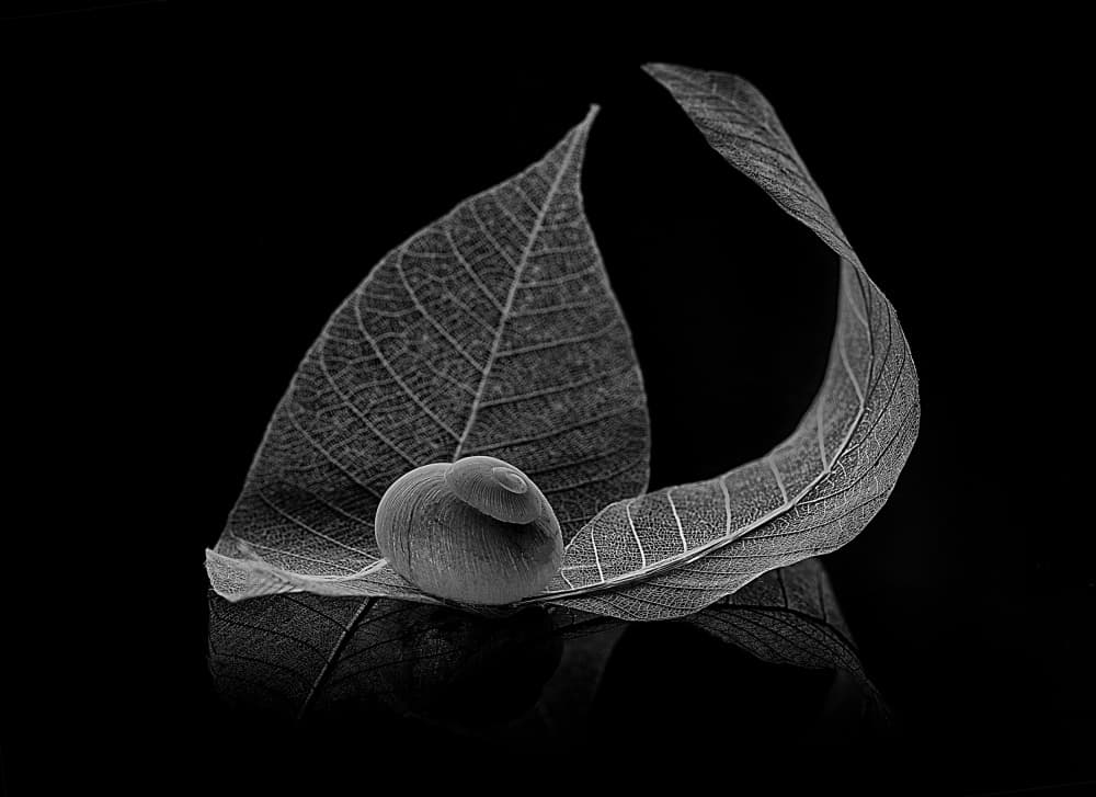 Delicate Leaf and Seed by Leechee Z — canvas wall art