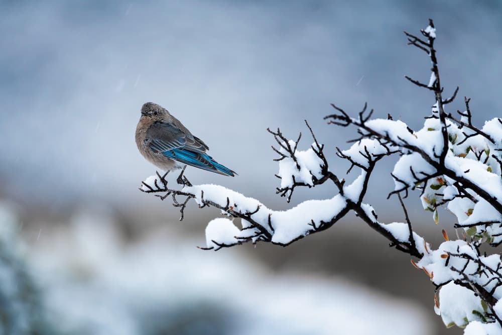 Bluebird In Winter Snow by Mei Xu — canvas wall art