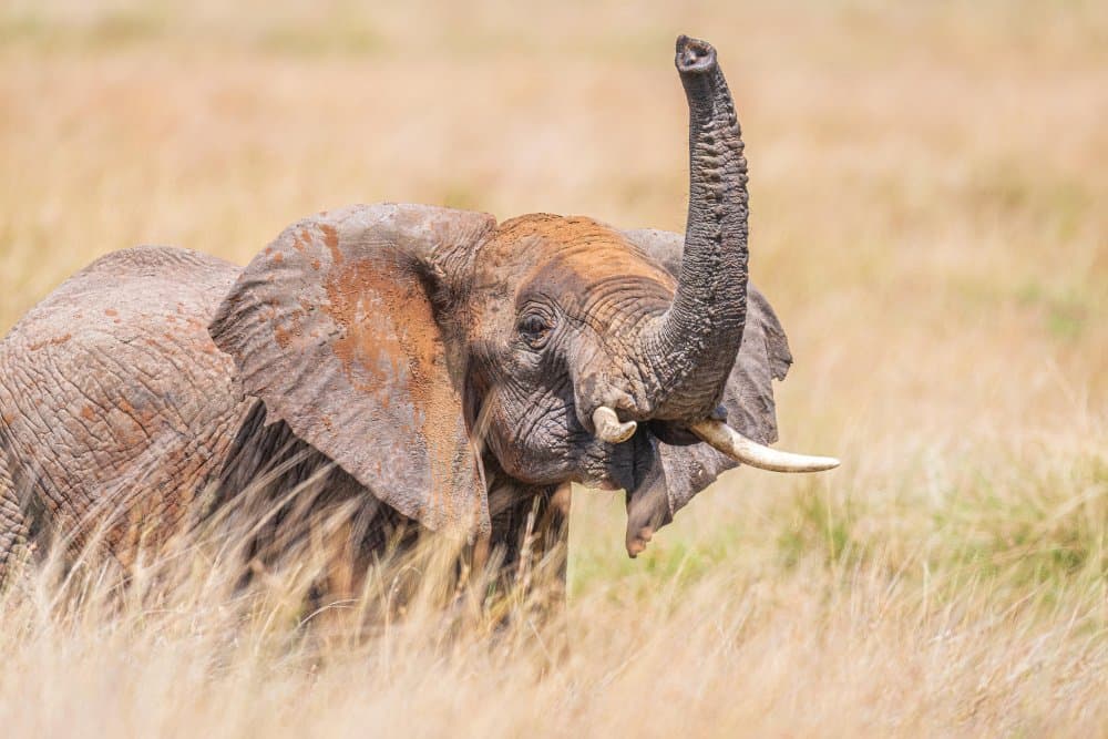 Majestic Elephant Raises Trunk by Jeffrey C. Sink — canvas wall art