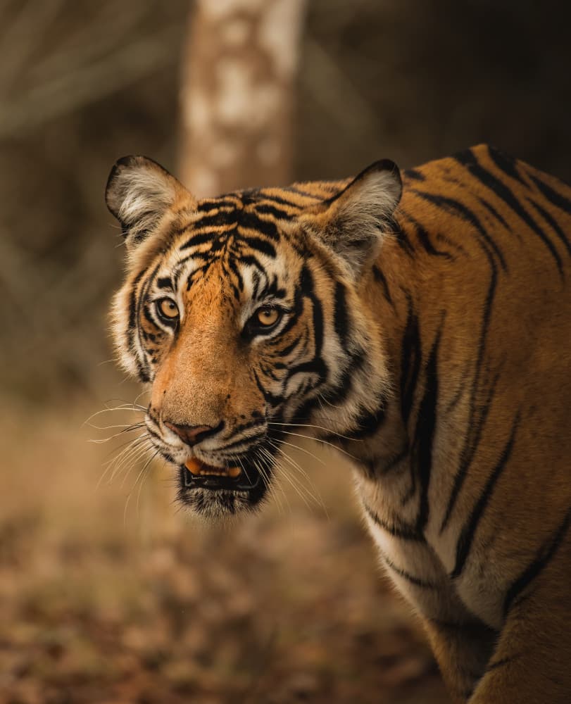 Intense Tiger Gaze by Somnath — canvas wall art