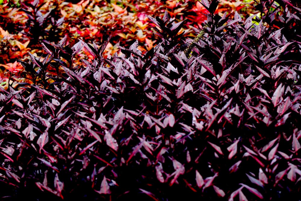 Rich Purple Foliage by Santhosh ch — canvas wall art