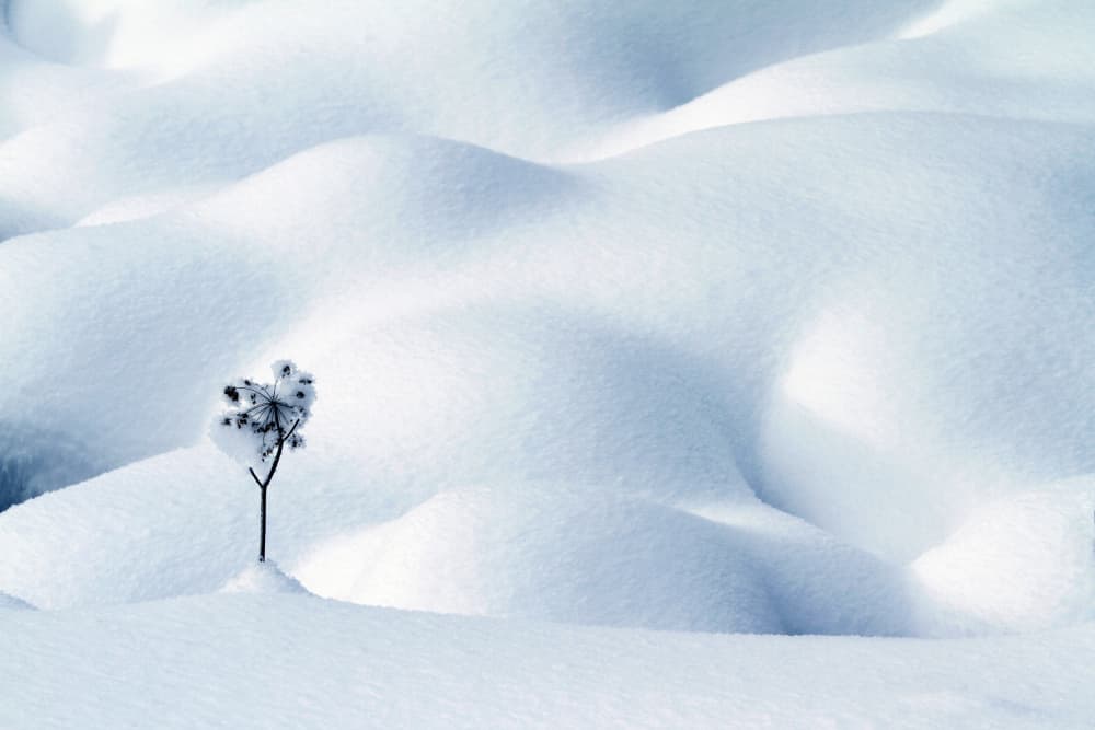 Solitary Snow Plant by Angelika Vogel — canvas wall art