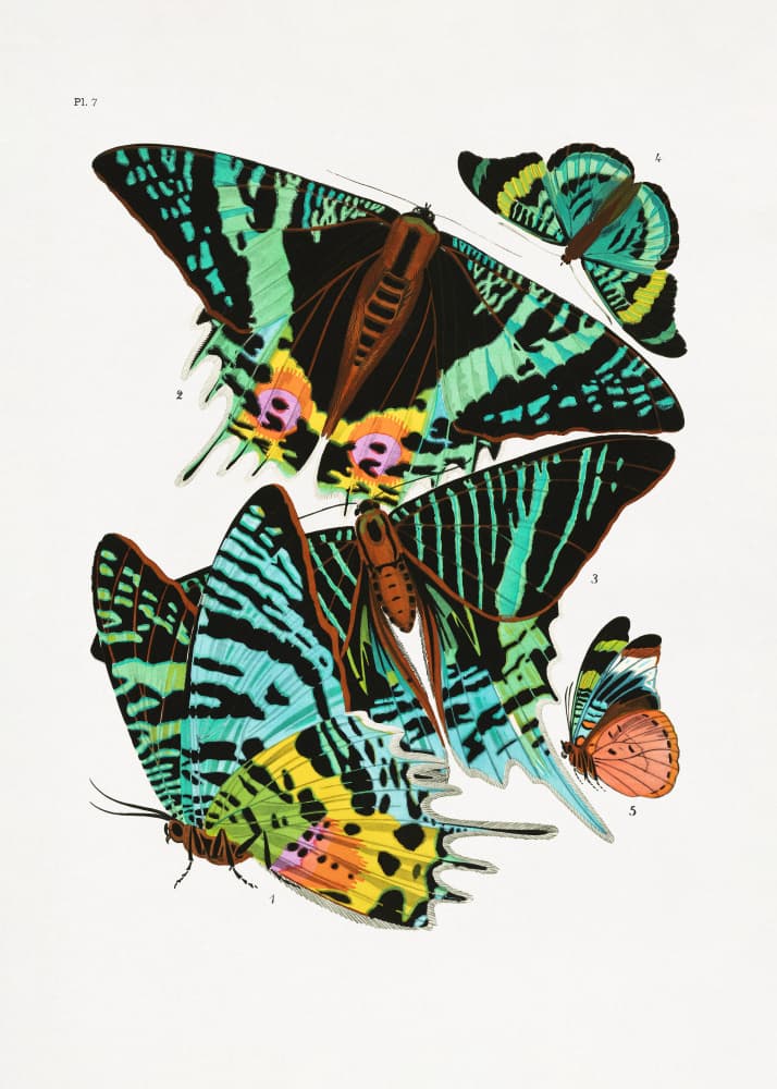 Butterflies 3 by Emile Alain Seguy — canvas wall art