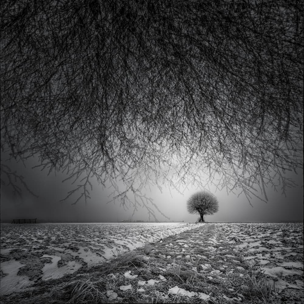 Lone Winter Tree by Milan Malovrh — canvas wall art