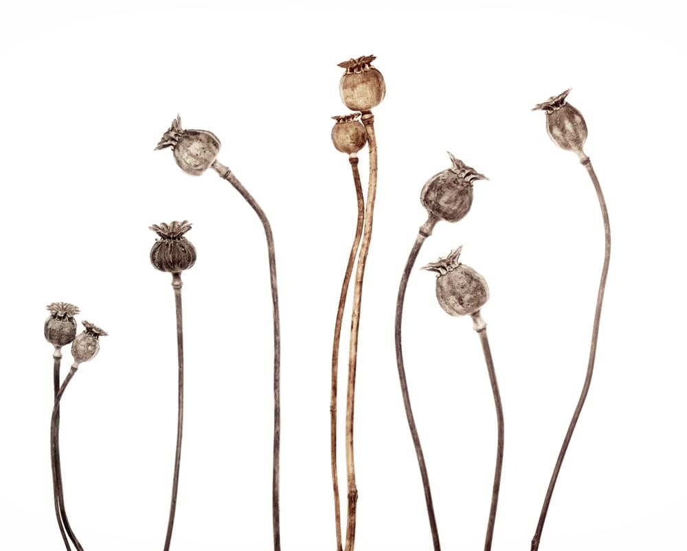 Minimalist Poppy Pods by Lotte Grønkjær — canvas wall art