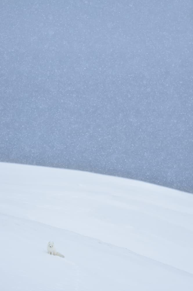 Arctic Fox Snowfall by Yves Adams — canvas wall art