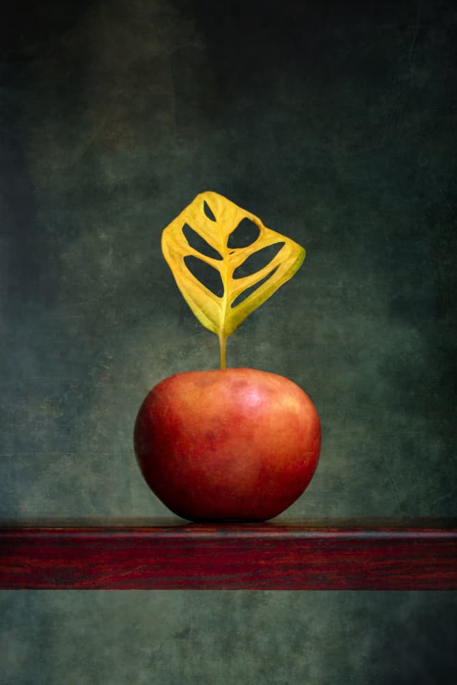 Warm Apple Leaf Still Life by Brig Barkow — canvas wall art