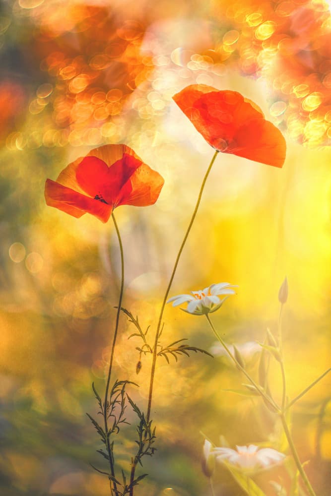 Golden Summer Poppies by Hilda van der Lee — canvas wall art