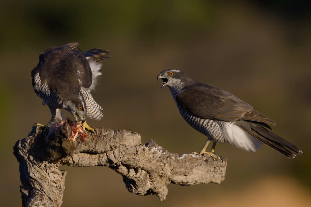 Wild Goshawks Feeding by David Manusevich — canvas wall art