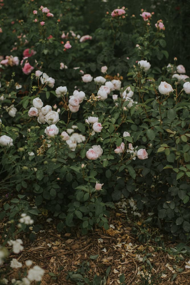 Soft Pink Roses by Claudia Casal — canvas wall art