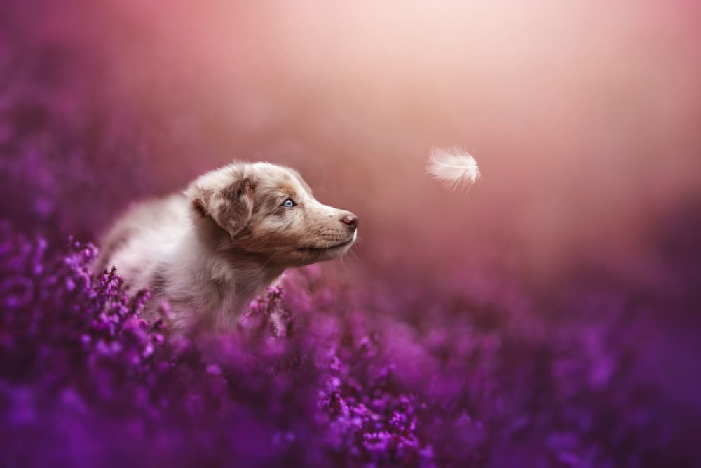 Curious Puppy and Feather by Ve Shandor — canvas wall art