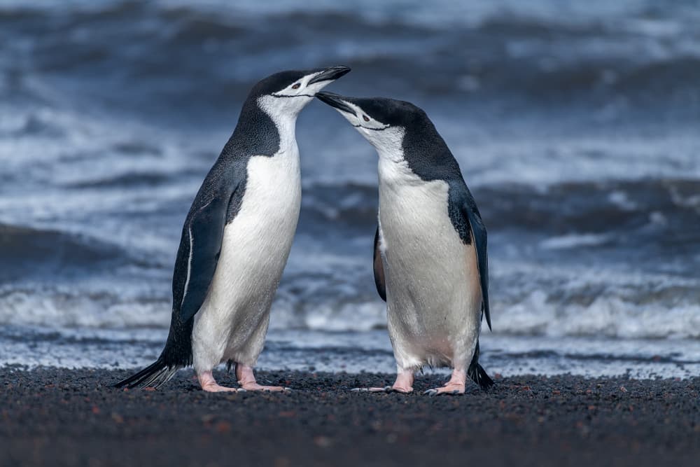 Penguin Affection by Mei Xu — canvas wall art