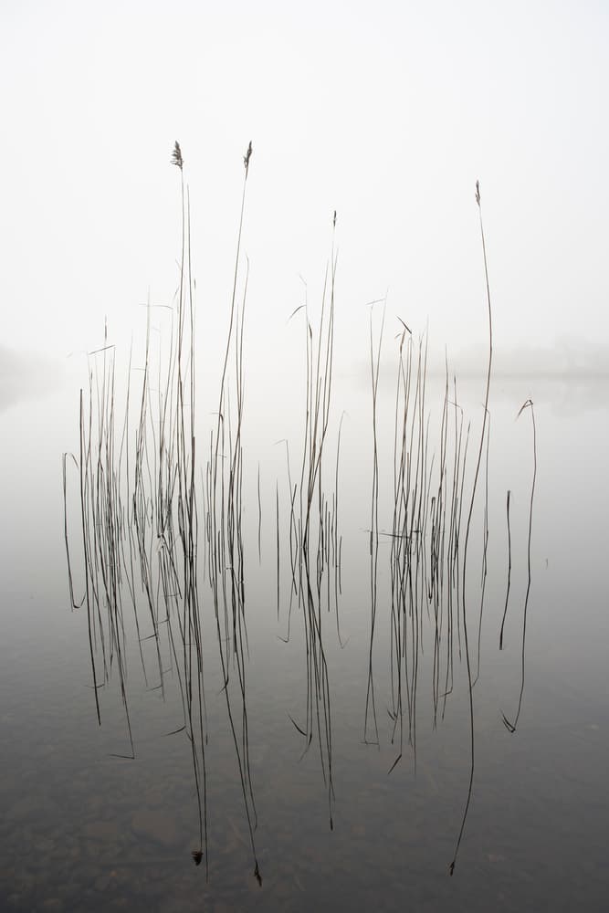 Misty Lake Reeds by David Ahern — canvas wall art