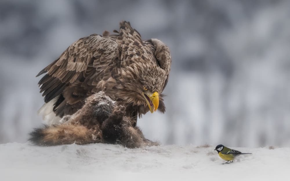 Winter Eagle and Tit by Olga Rudchenko — canvas wall art