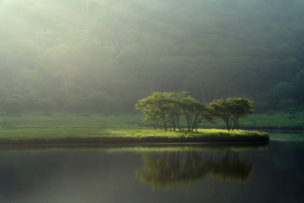 Misty Morning Lake Trees by Kat TAMURA — canvas wall art