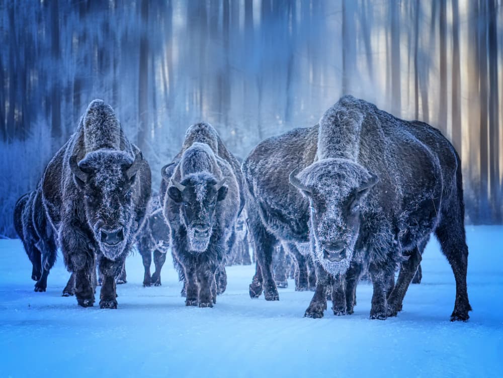 Frosted Bison in Winter by Yuan Su — canvas wall art
