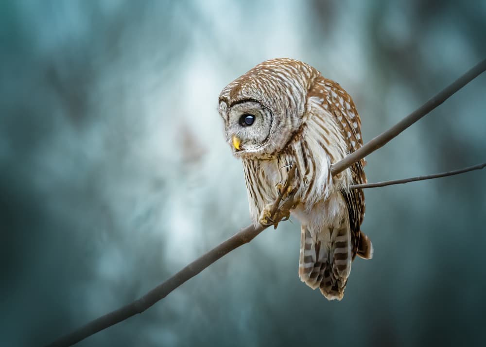 Watchful Forest Owl by Jennifer Chen APA — canvas wall art