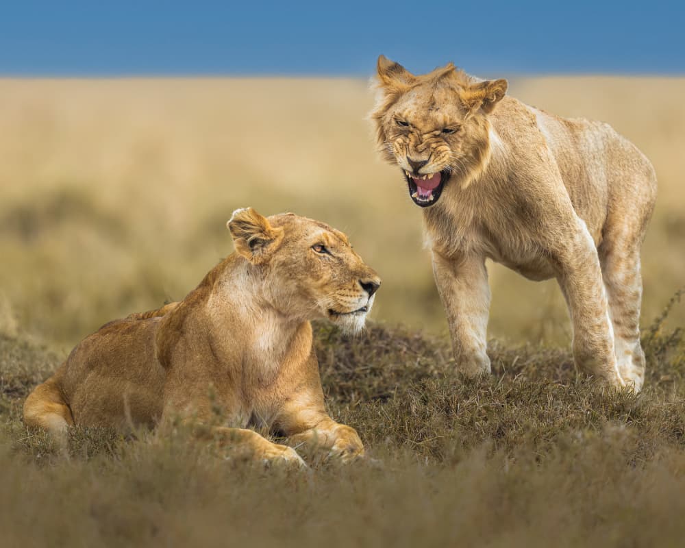 Wild Lions Interaction by Ahmed Sobhi — canvas wall art