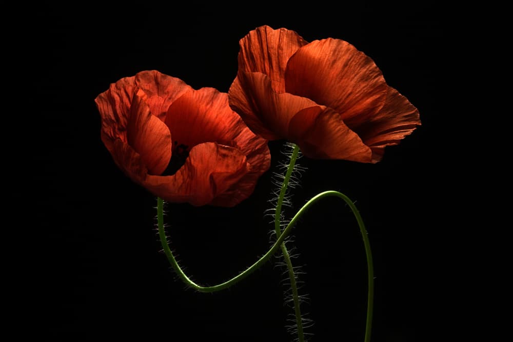 Vibrant Red Poppies by Lenka — canvas wall art