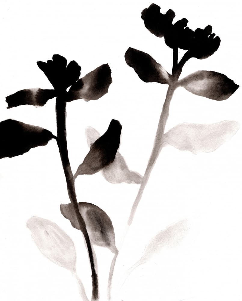 Black Ink Flowers by Janel Bragg — canvas wall art