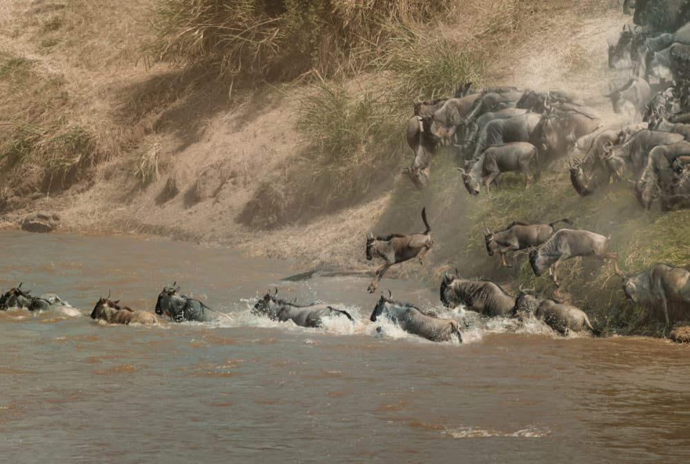 Wildebeest River Crossing by Melinda Li — canvas wall art