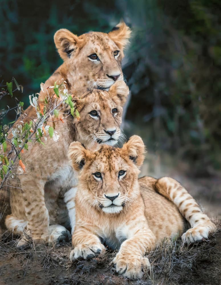 Three Lion Cubs by Jimmy Yang — canvas wall art