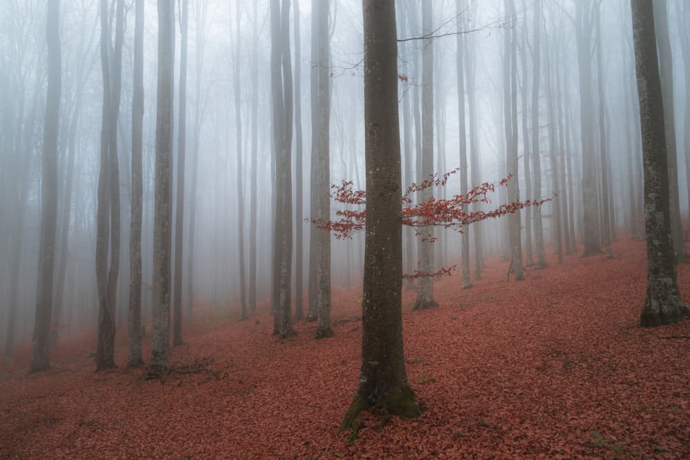Misty Red Forest by Alexandru Ionut Coman — canvas wall art