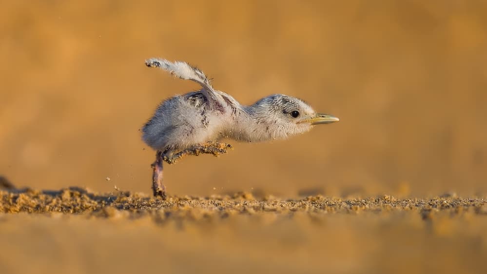 Running Desert Chick by Faisal ALnomas — canvas wall art
