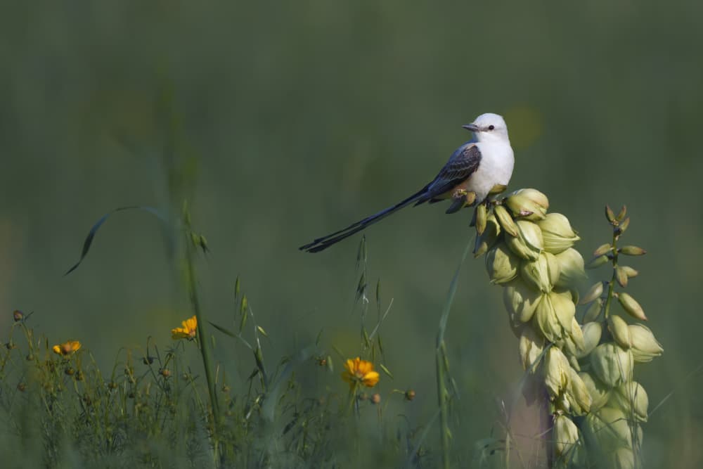 Elegant Bird Perched by Qing Zhao — canvas wall art