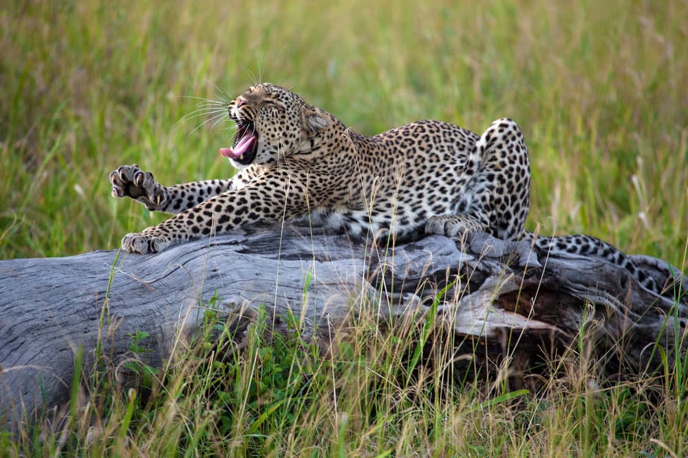 Wild Leopard Yawning by Alessandro Catta — canvas wall art